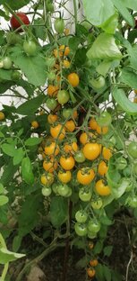 Всё о 🍅Томате 