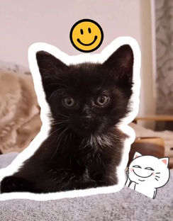 Подборки смешных котиков от Мисти