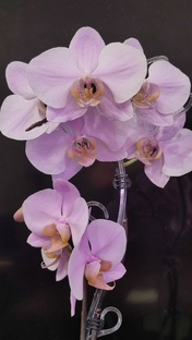 Мои орхидеи в цвету