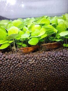 Креветкарий