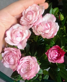 Мини-розы в квартире