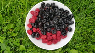 Сад и огород