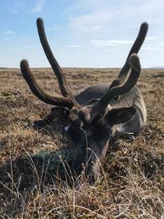 Немного о Крайнем Севере