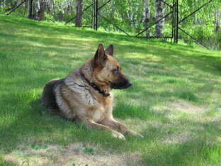 Домашние питомцы