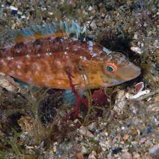 Рябчик рыба: незаметный хищник с характером