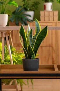 КОМНАТНЫЕ РАСТЕНИЯ