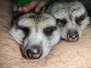 Современная музыка. История.