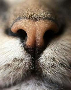 Котики в беде