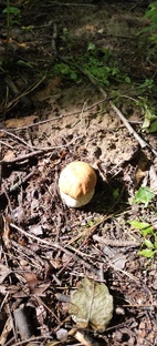 Тихая охота🍄🍄🍄 Москва 2024🍄🍄🍄