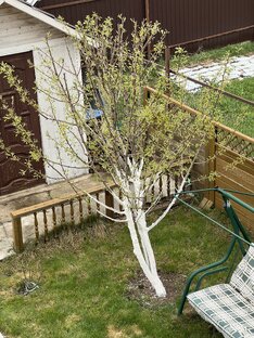 Груши в саду