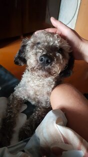 Чуи (Кудряшка)