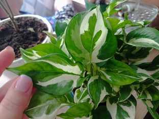 Домашние цветы