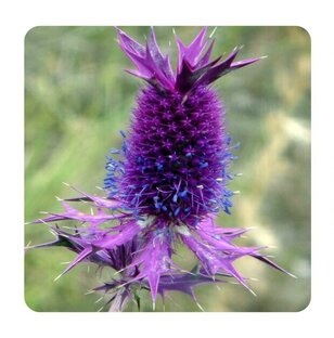 Дневник посадок  