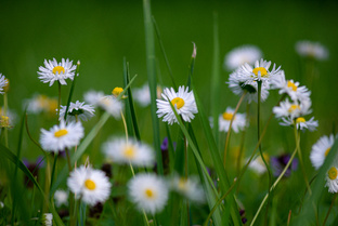 Малая родина