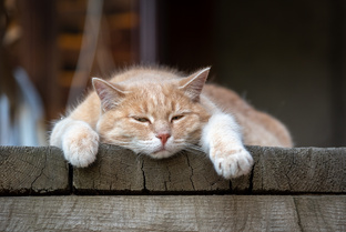 Кошачьи истории