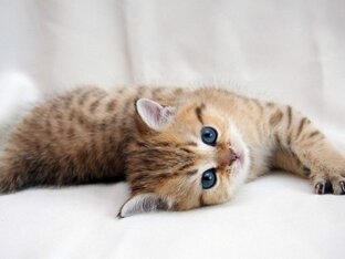 Любимые кошечки и котики.