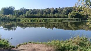 Новые статьи