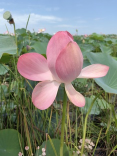 Астрахань. Август 2024