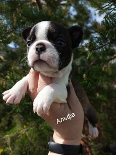 Есть свободные щенки Бостон терьера