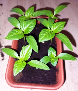 Выращивание рассады