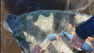 Рыбалка сетями