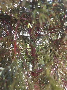 Садовый консультант