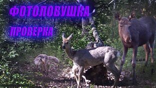 Проверка фотоловуек