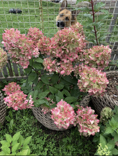  Бонфаер метельчатая гортензия.