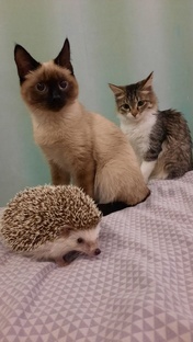 Мои носатые-хвостатые