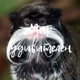 Мир животных