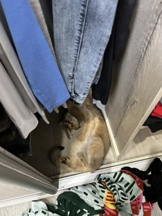 Мой питомец