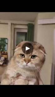 Фалькоша!