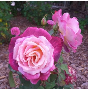 Мой Розовый сезон 25 год