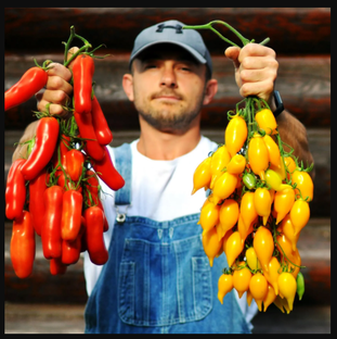 Семена томатов 