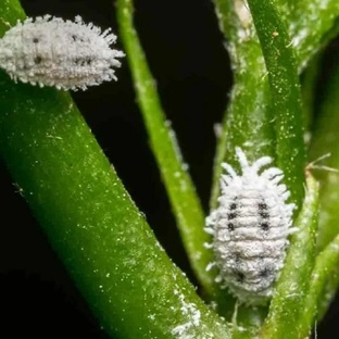 Вредители(((