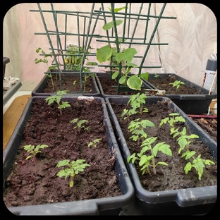 Дела огородные