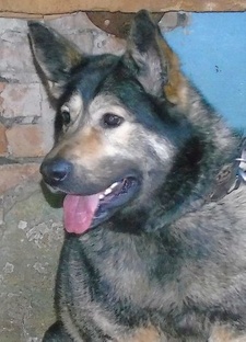 Тетя-овчарка мечты.