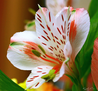 Цветы жизни