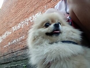 Домашние питомцы 