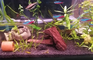 Аквариумные рыбки