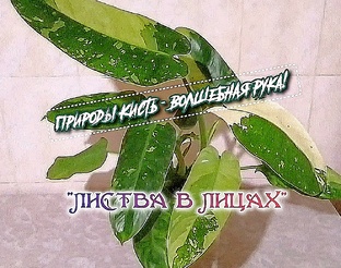 Листва в Лицах! 