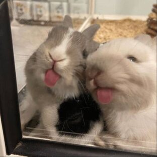 🐰