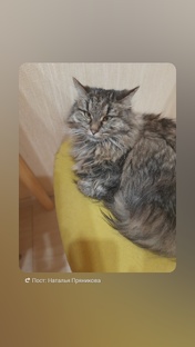 Васса. Кошка с хпн