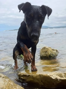 Вода, грязь, ягдтерьер
