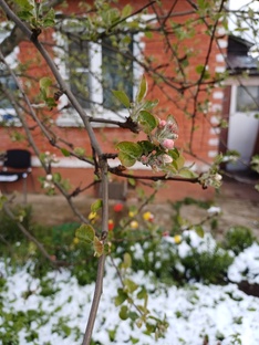 РОДИТЕЛЬСКИЙ ДОМ