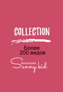 Коллекция суккулентов