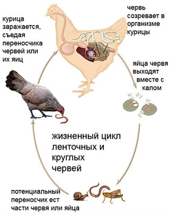 Паразиты у кур,!