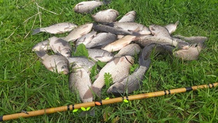 Ловим карася