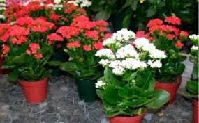 ДОМ..САД.. ОГОРОД..