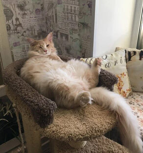 Кошачья банда